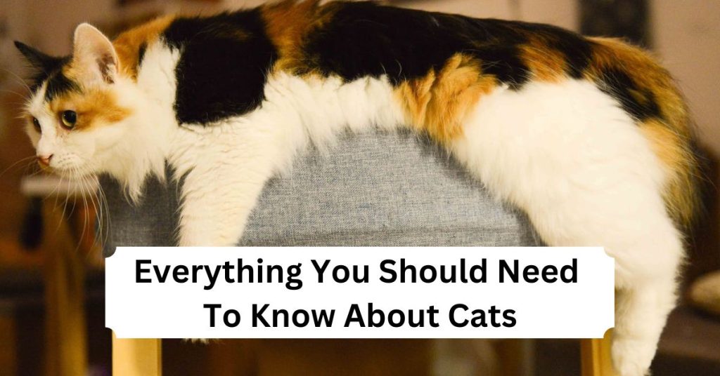 Everything You Should Need To Know About Cats