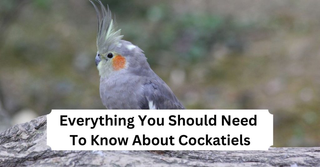 Everything You Should Need To Know About Cockatiels