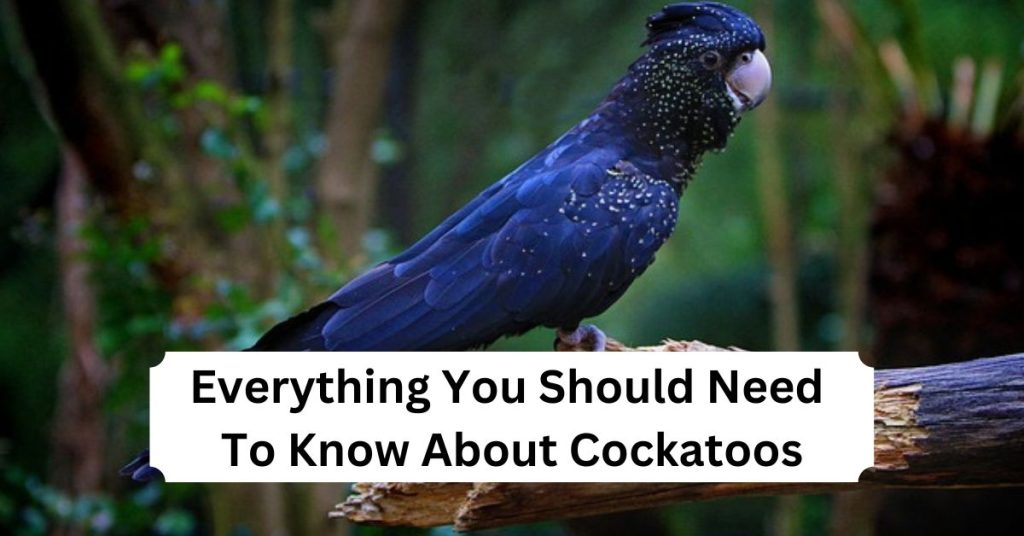 Everything You Should Need To Know About Cockatoos