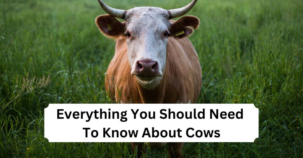 Everything You Should Need To Know About Cows