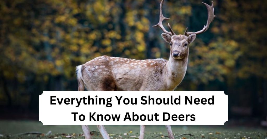 Everything You Should Need To Know About Deers