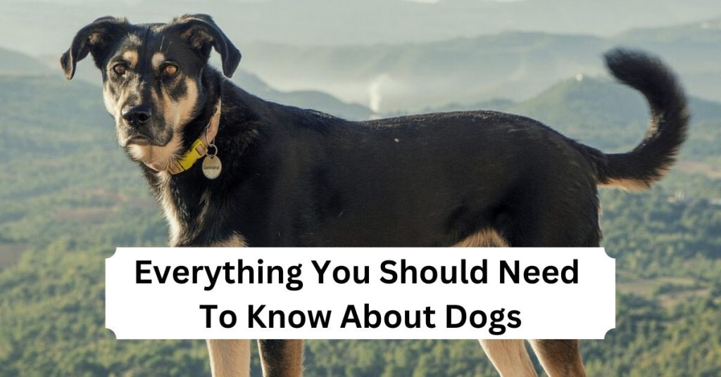 Everything You Should Need To Know About Dogs