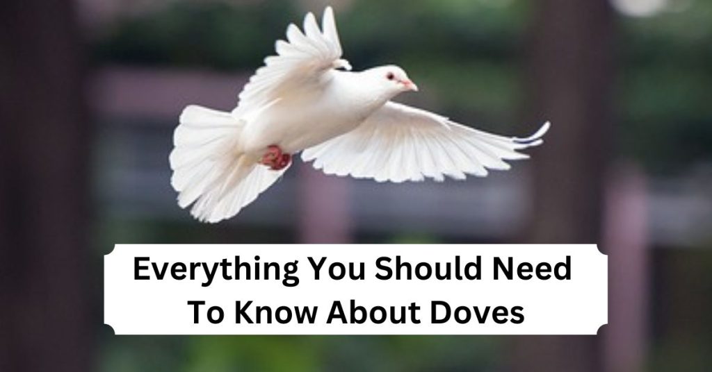 Everything You Should Need To Know About Doves
