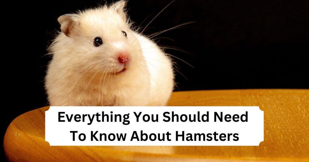 Everything You Should Need To Know About Hamsters
