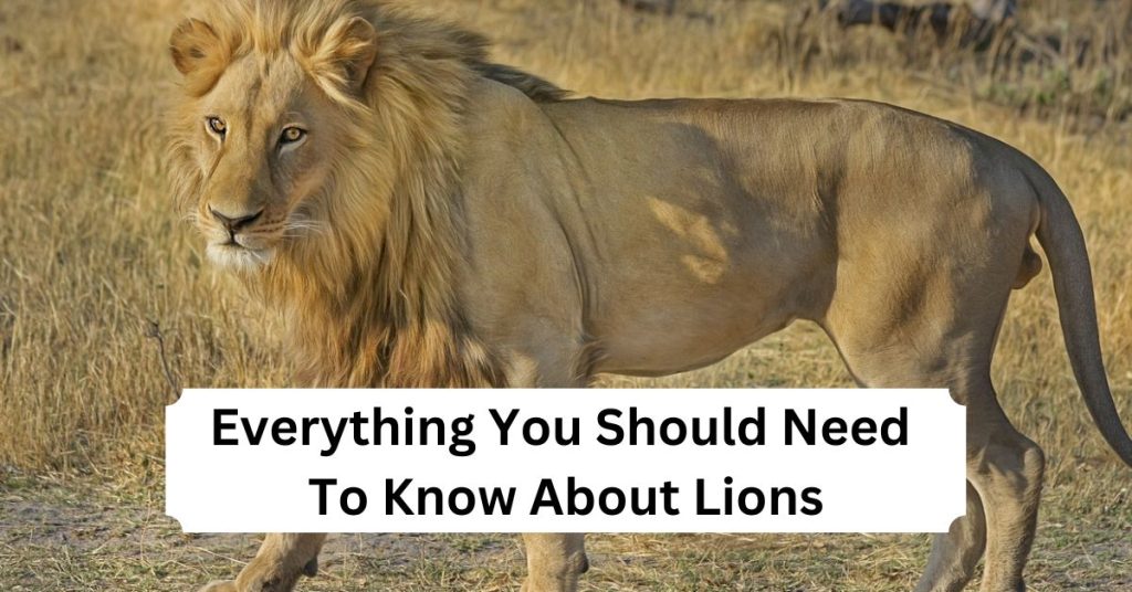 Everything You Should Need To Know About Lions