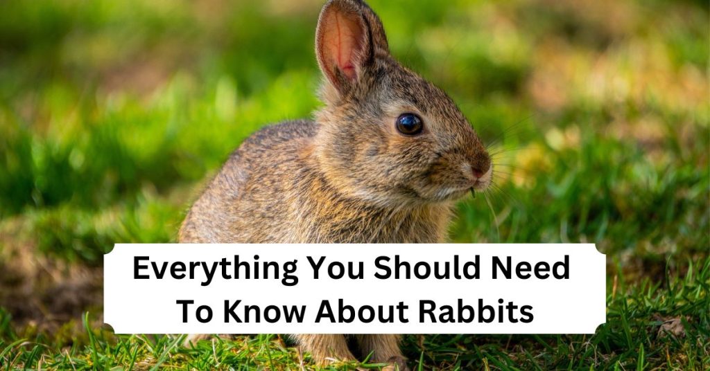 Everything You Should Need To Know About Rabbits