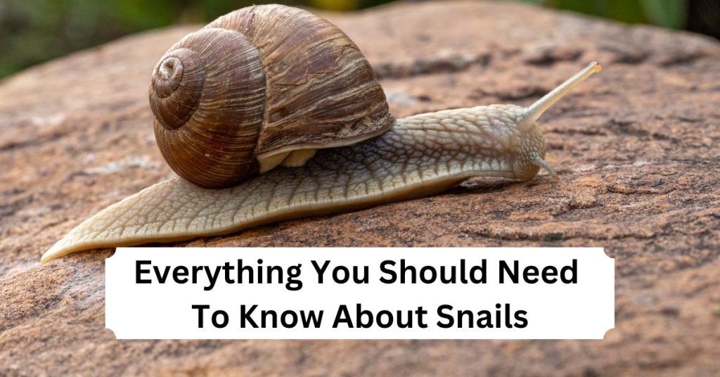 Everything You Should Need To Know About Snails