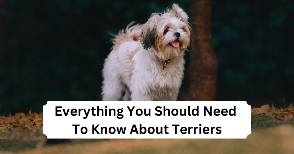 Everything You Should Need To Know About Terriers