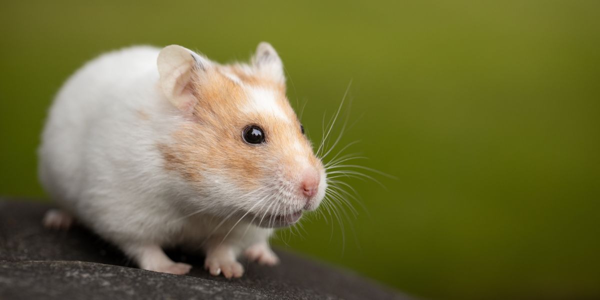 A cute Hamster