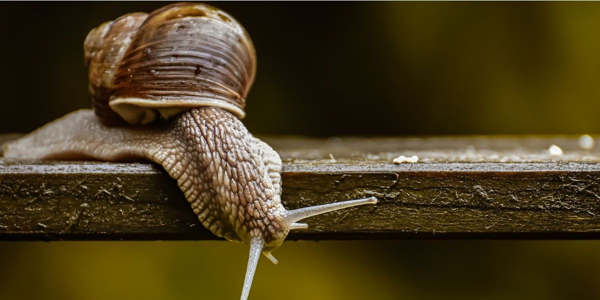 Cute Snail sitting on a piece of wood