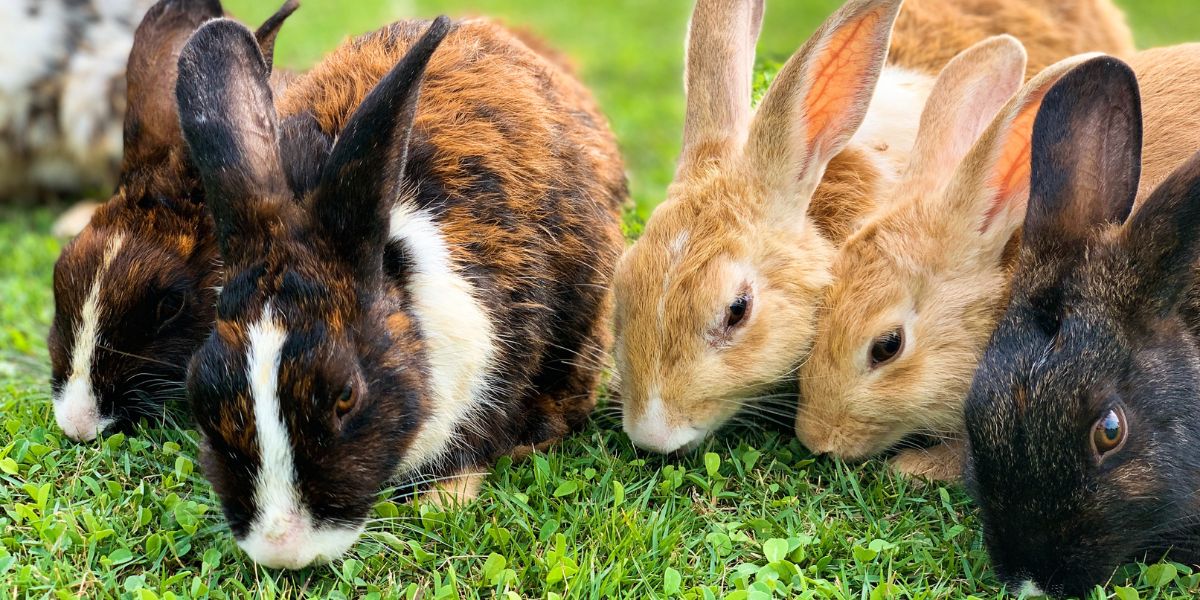 Group of Rabbit eating grass