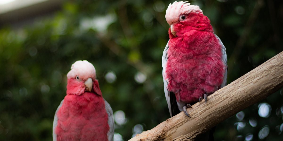 Pair of Cockatoo sitting on a tree