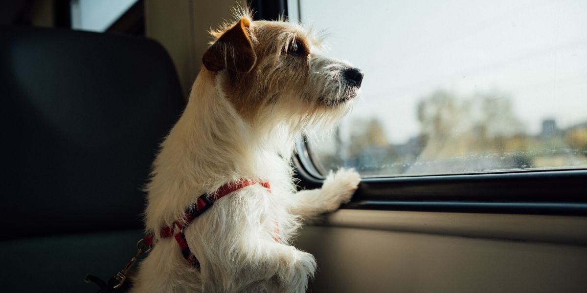 Terrier looking outside the car